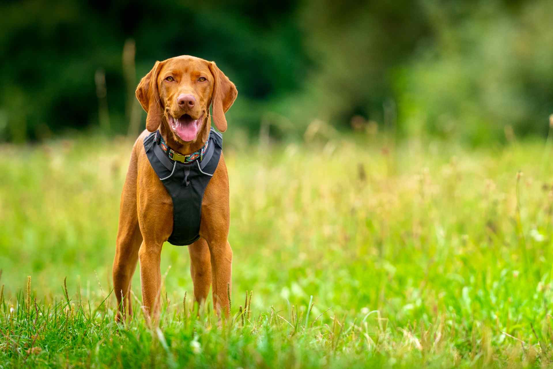 Anti trektuig voor sterke honden