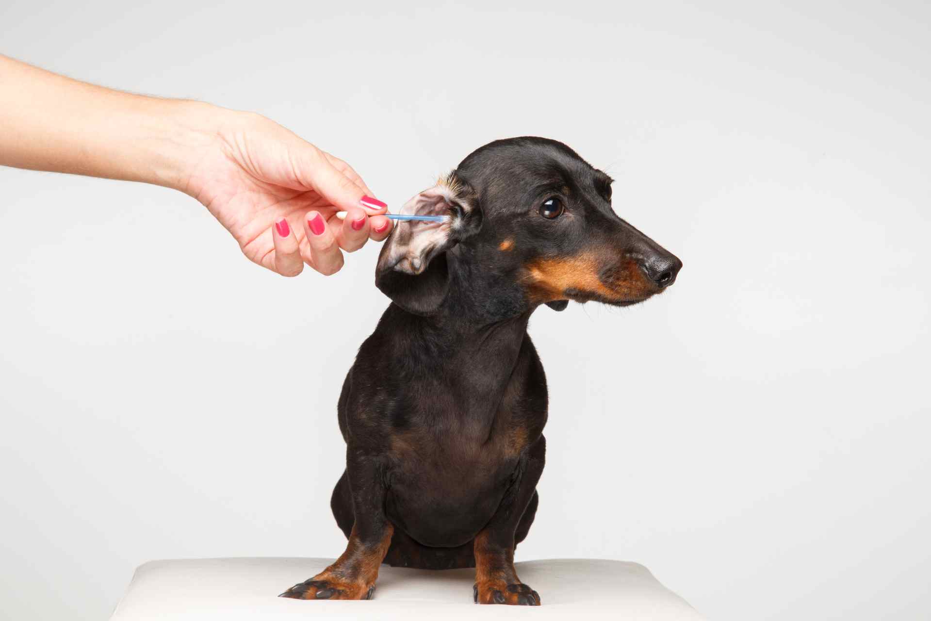 oormijt bij honden behandelen