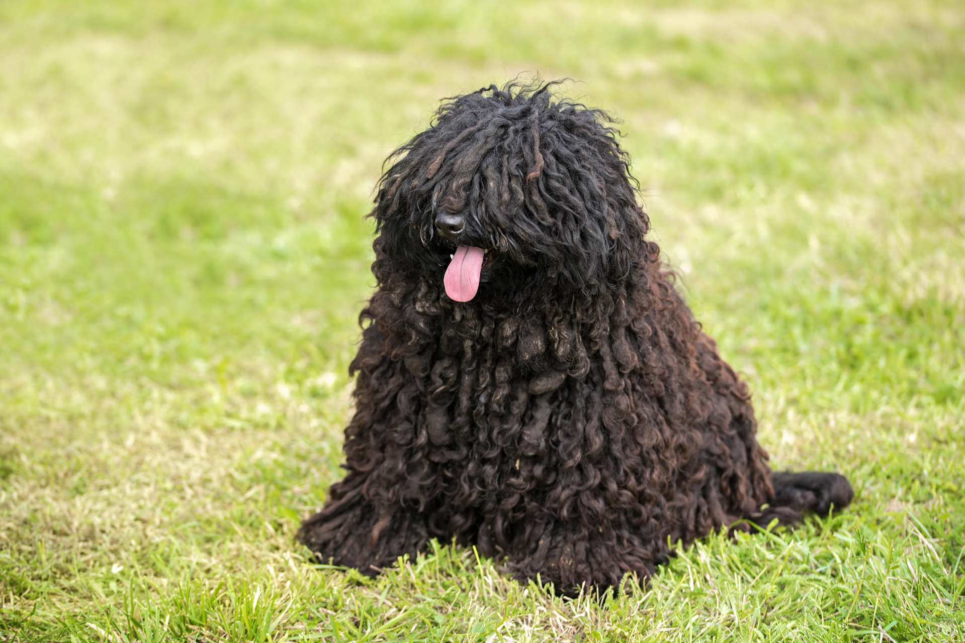 Puli zwarte dreadlock hond