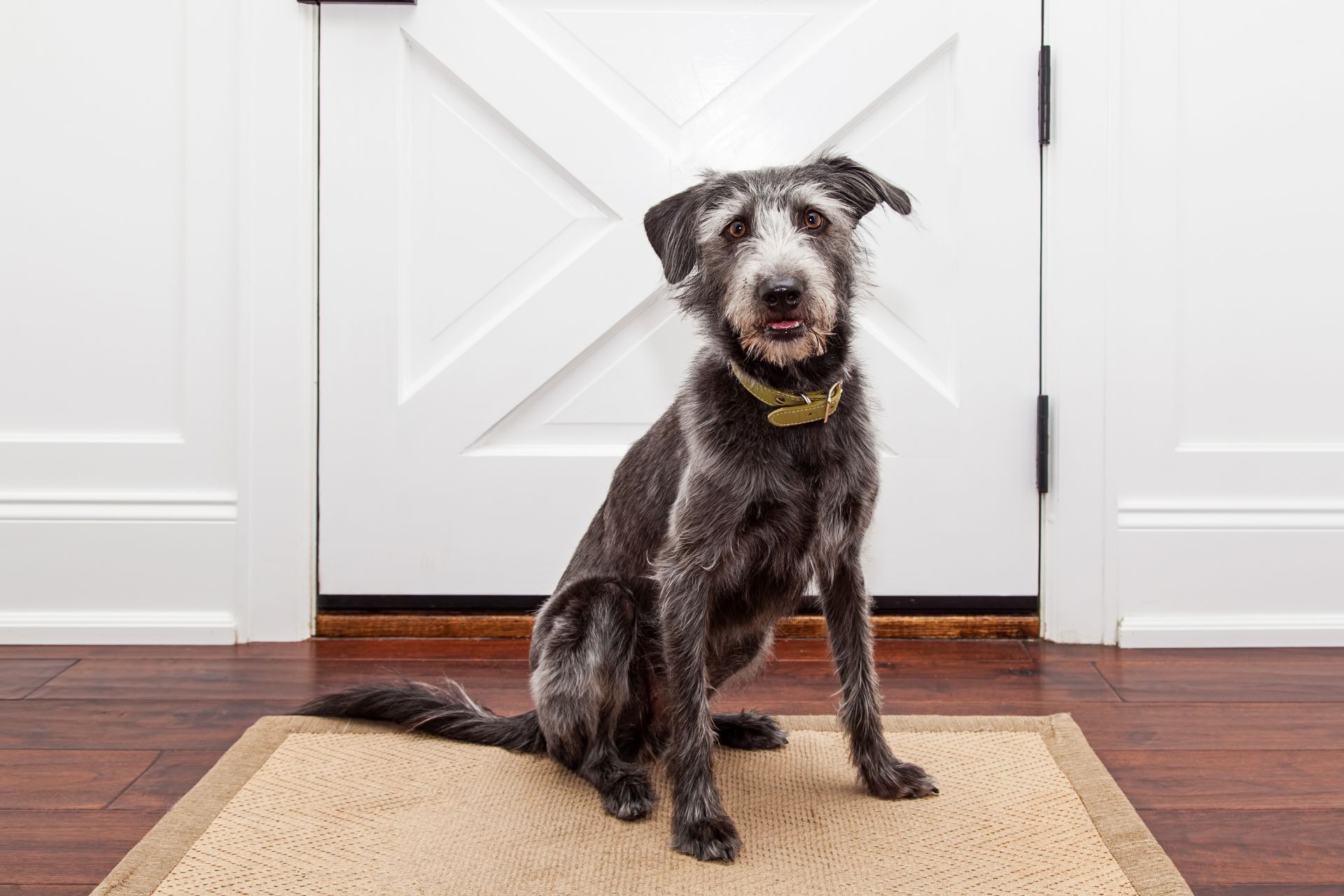 droogloopmat voor honden