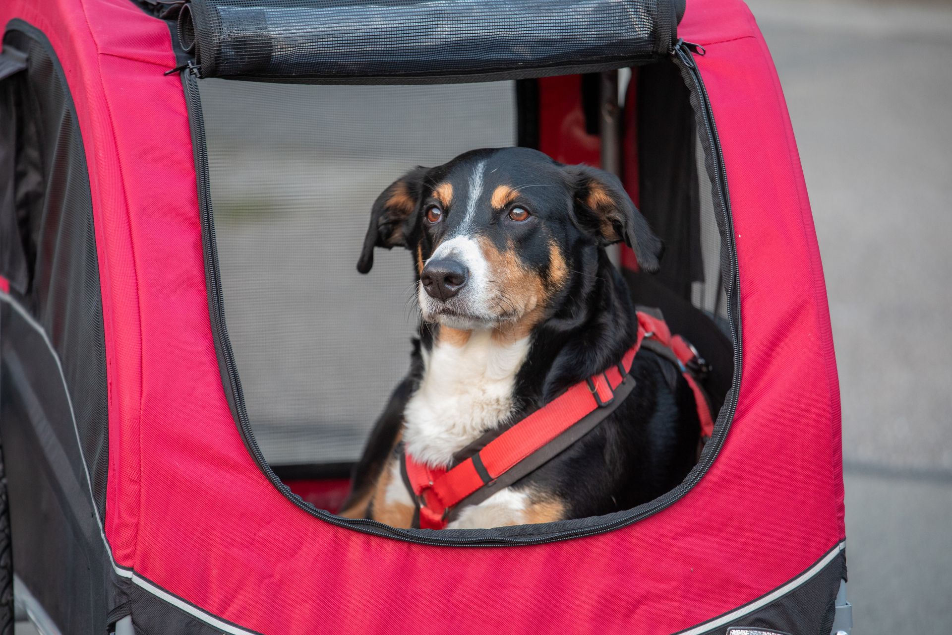 opvouwbare fietskar voor honden