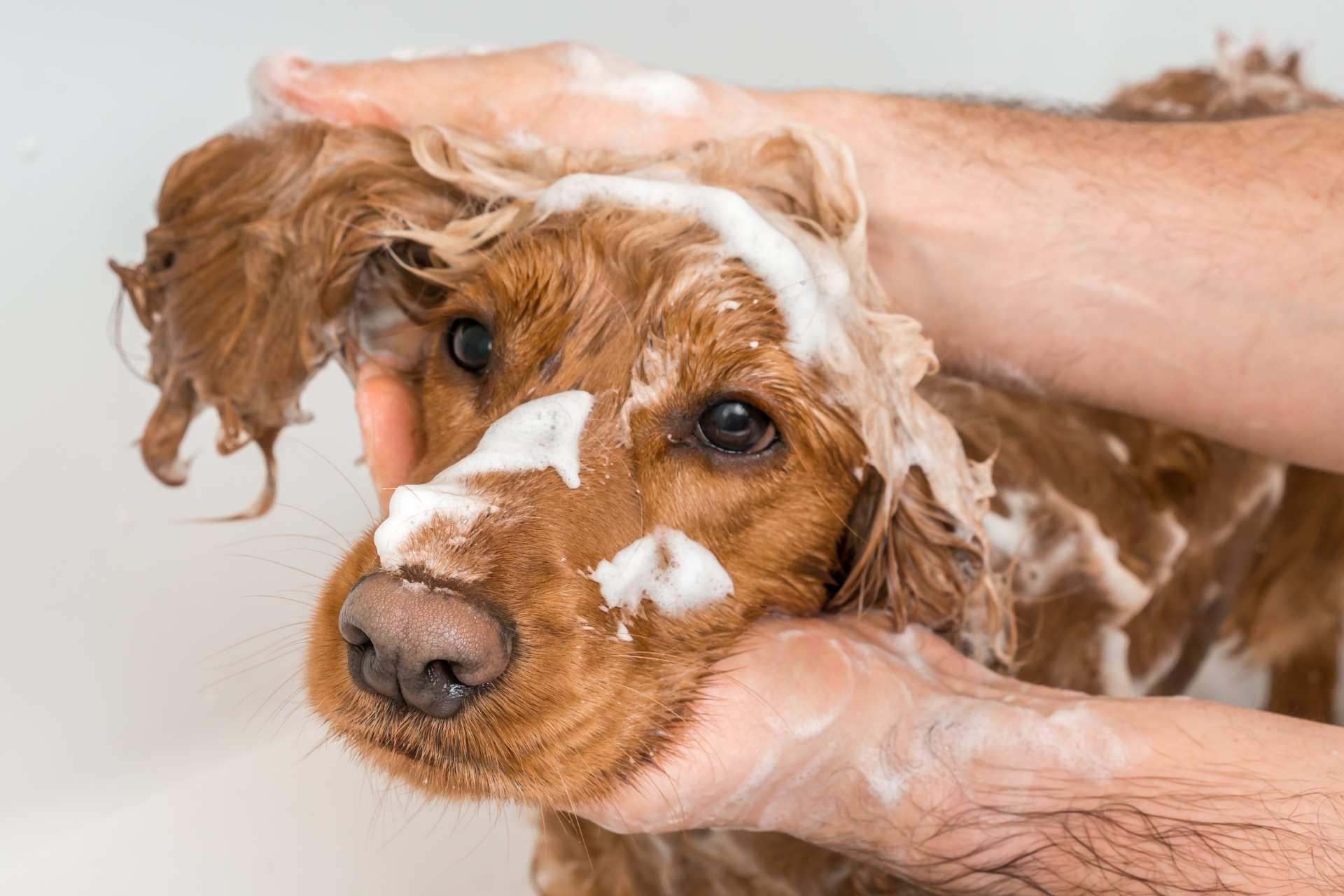 beste vlooienshampoos voor honden