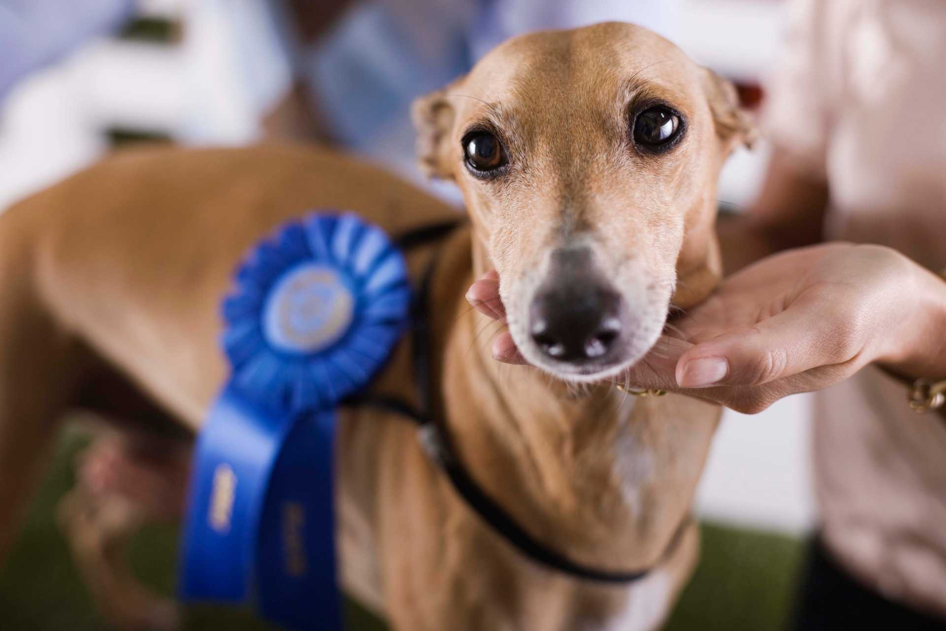 showlijn voor honden