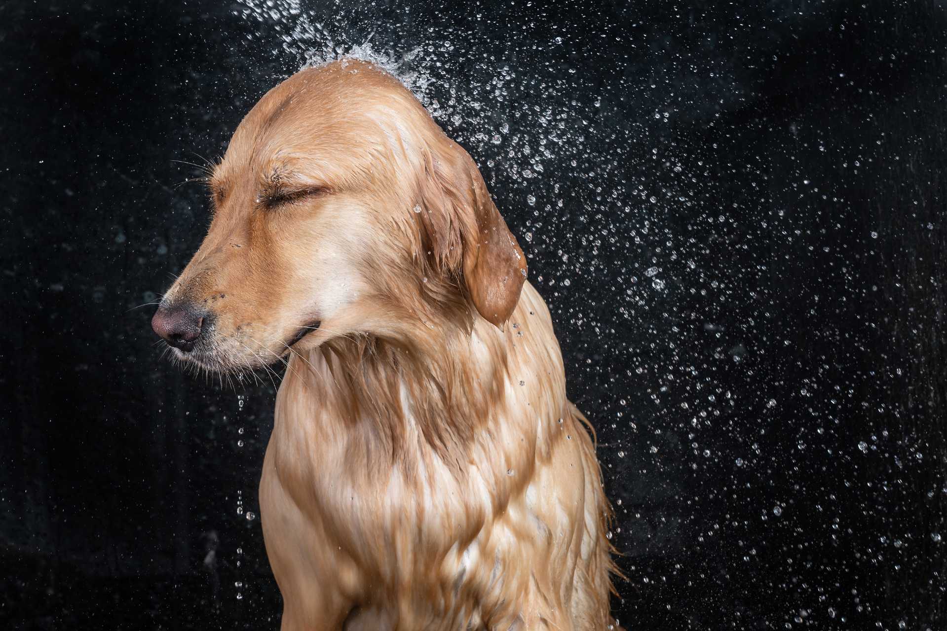 honden douchekop