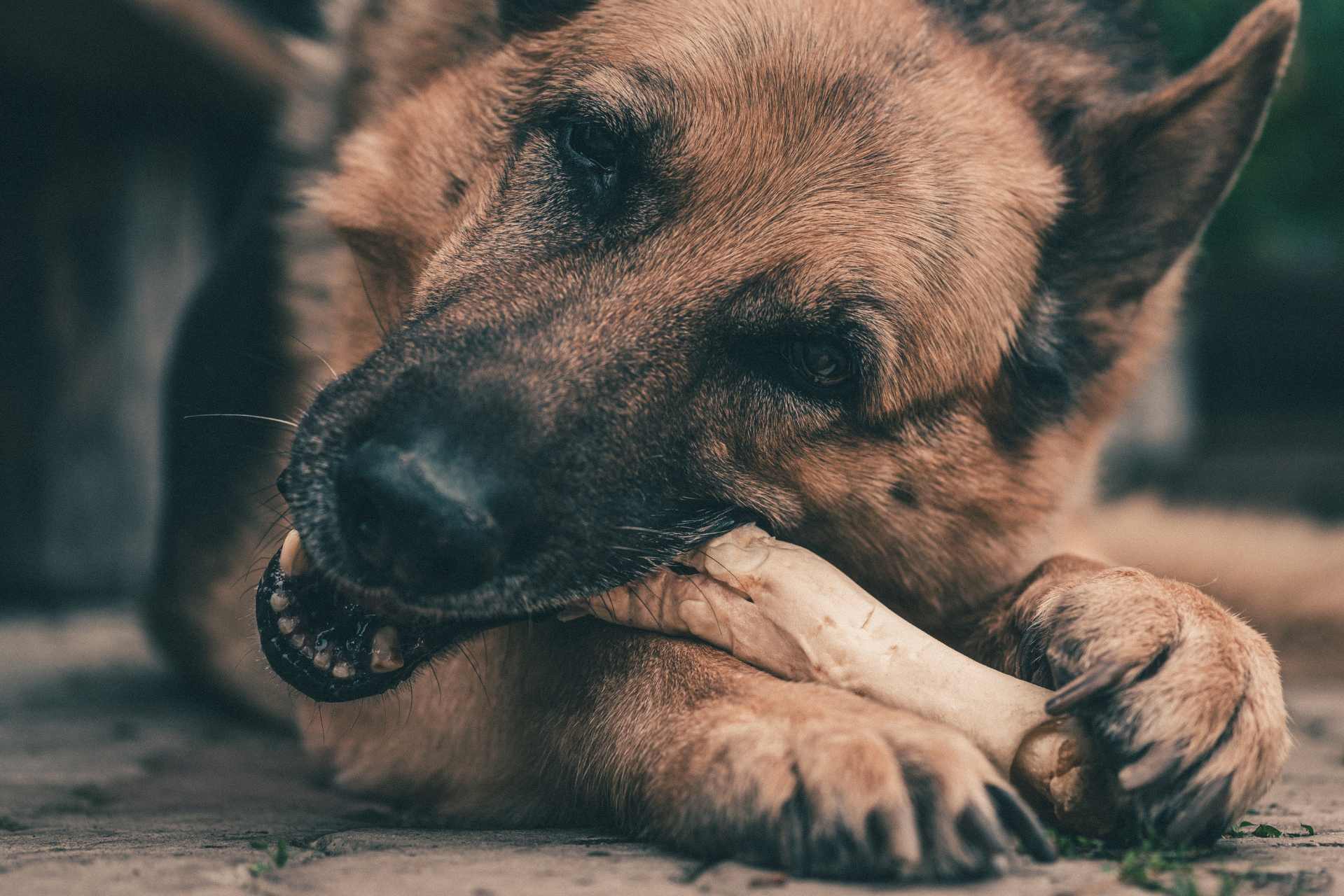 rawhide voor honden gevaarlijk