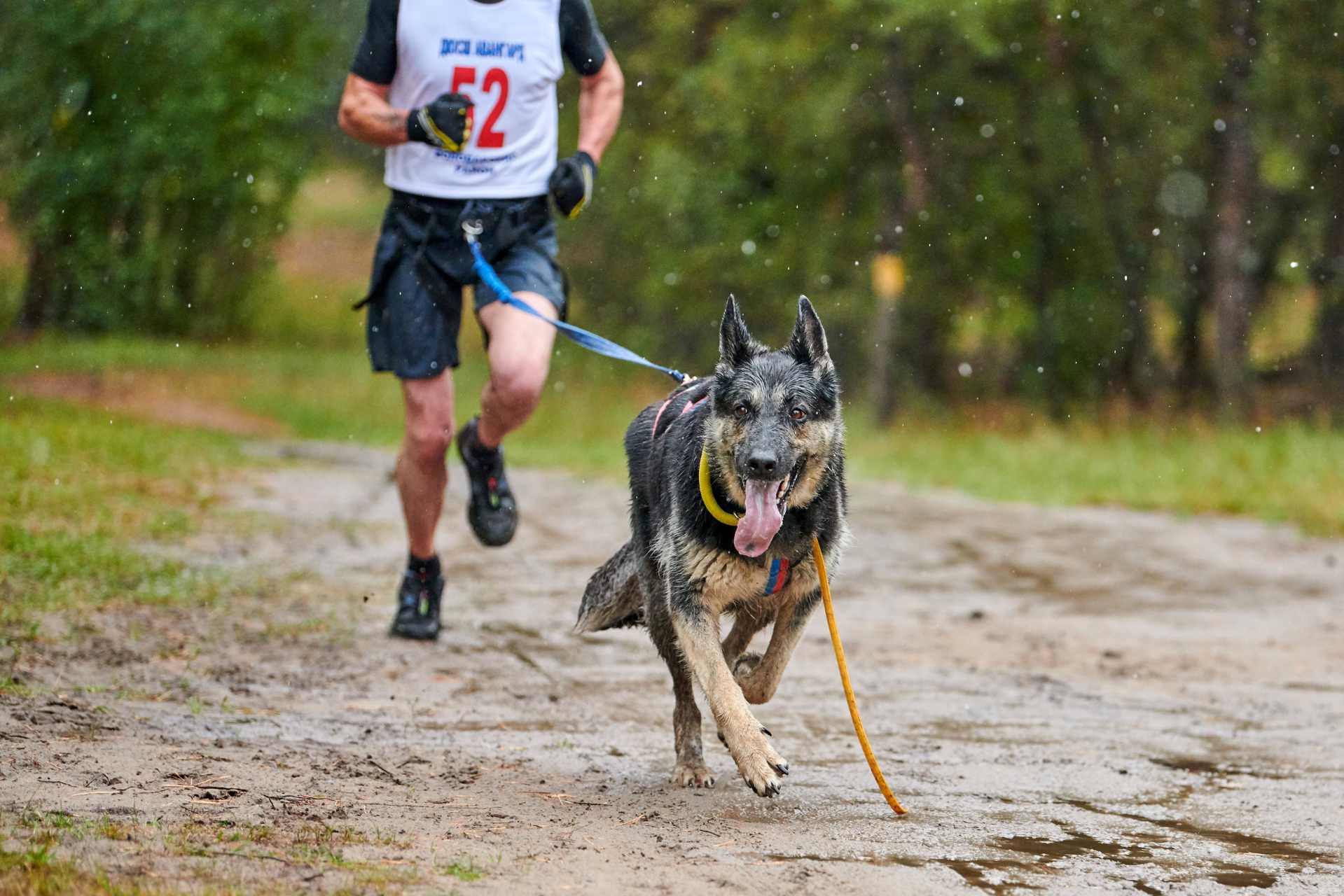 heupgordel hardlopen hond