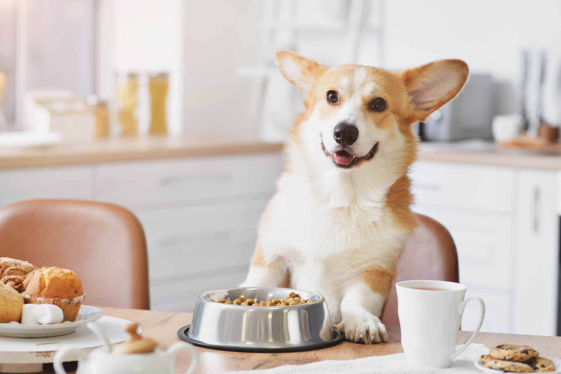 verhoogde voerbak hond beter