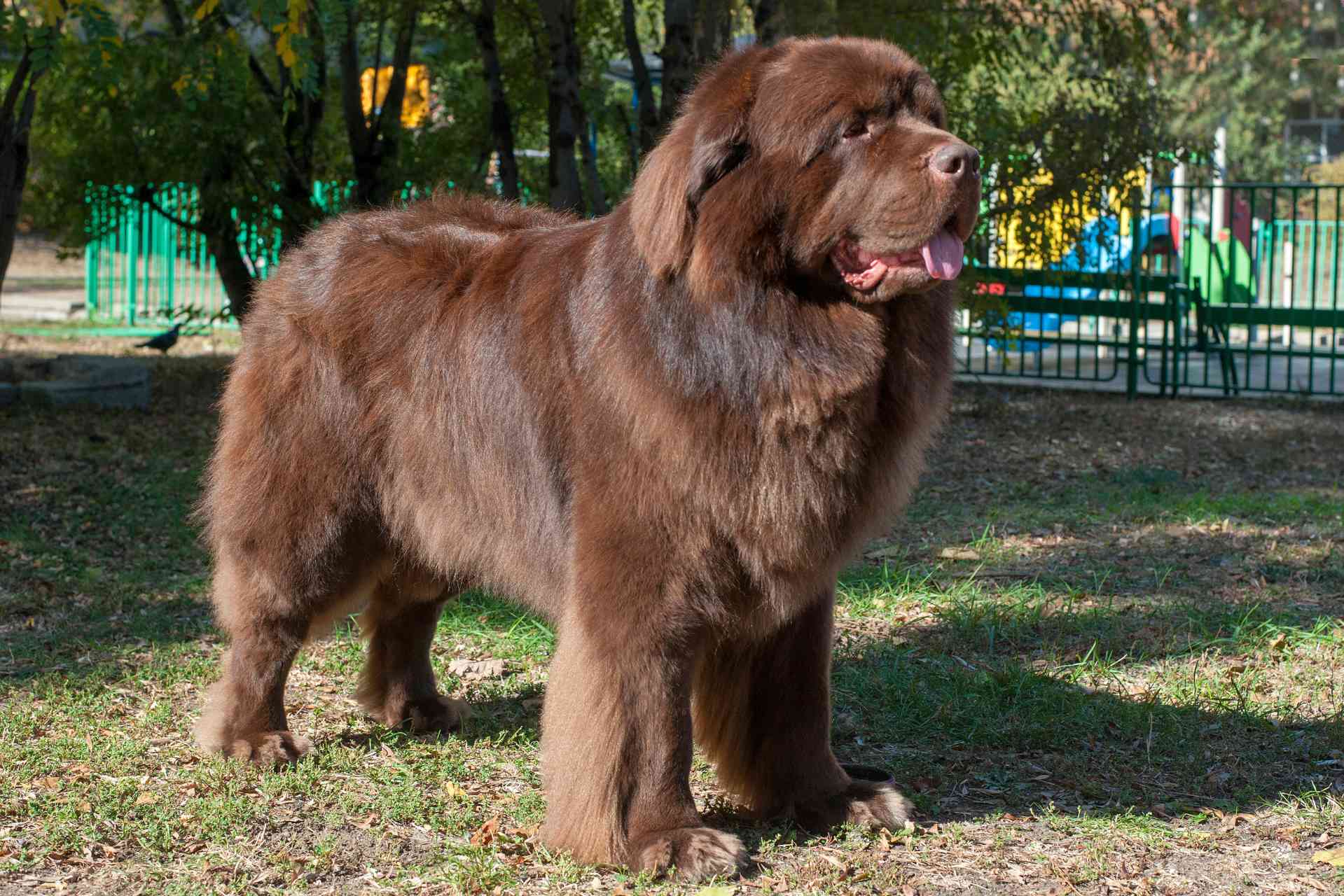 Newfoundlander grote hond