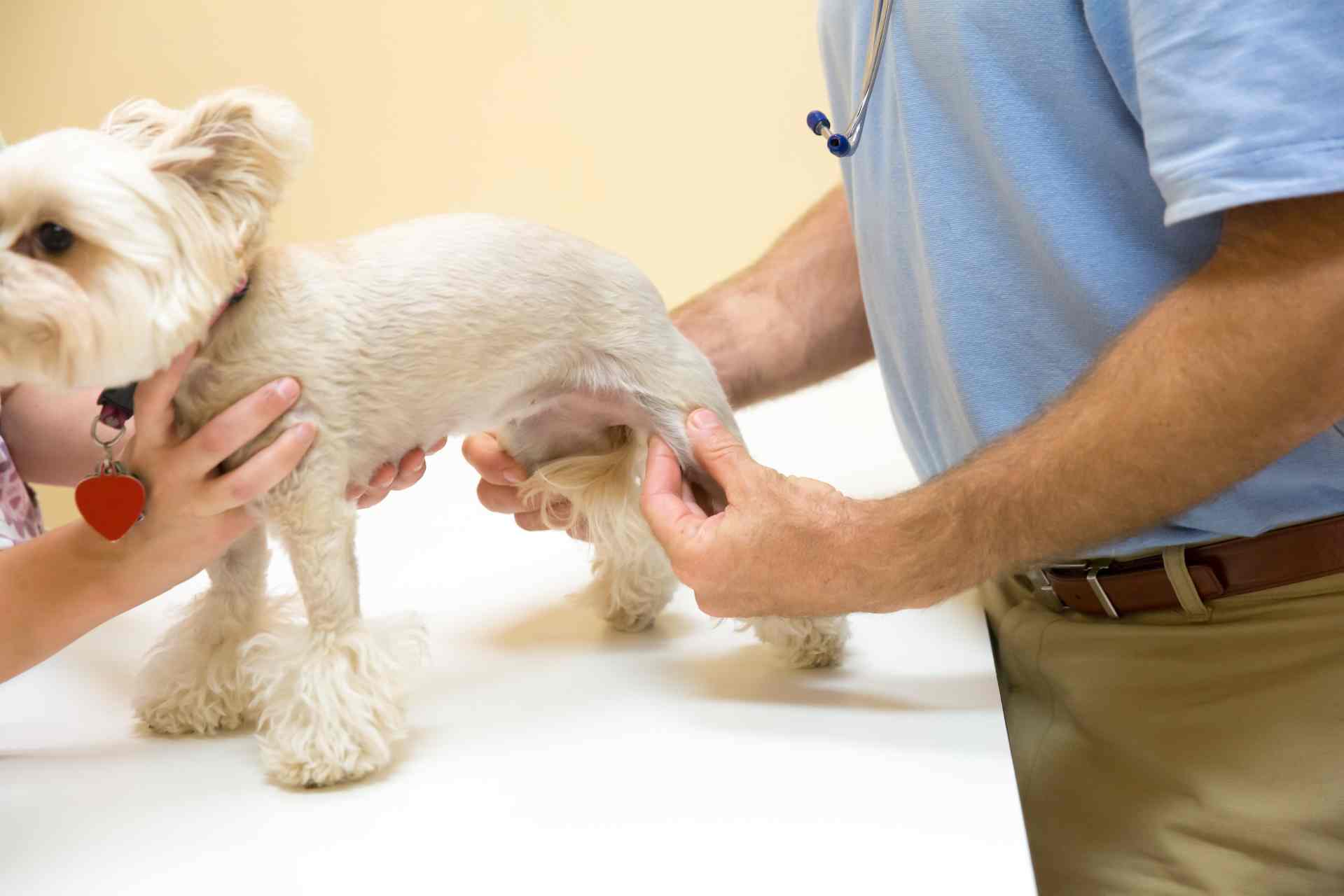 librela injectie hond