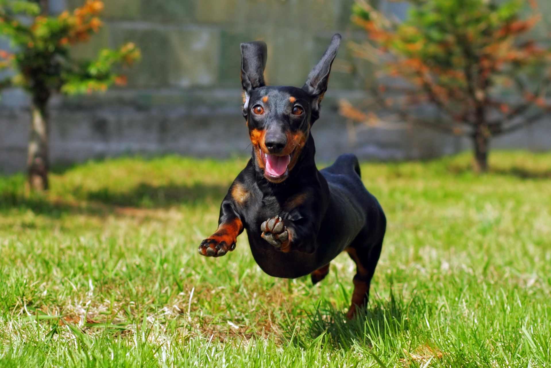 Carporal voor honden