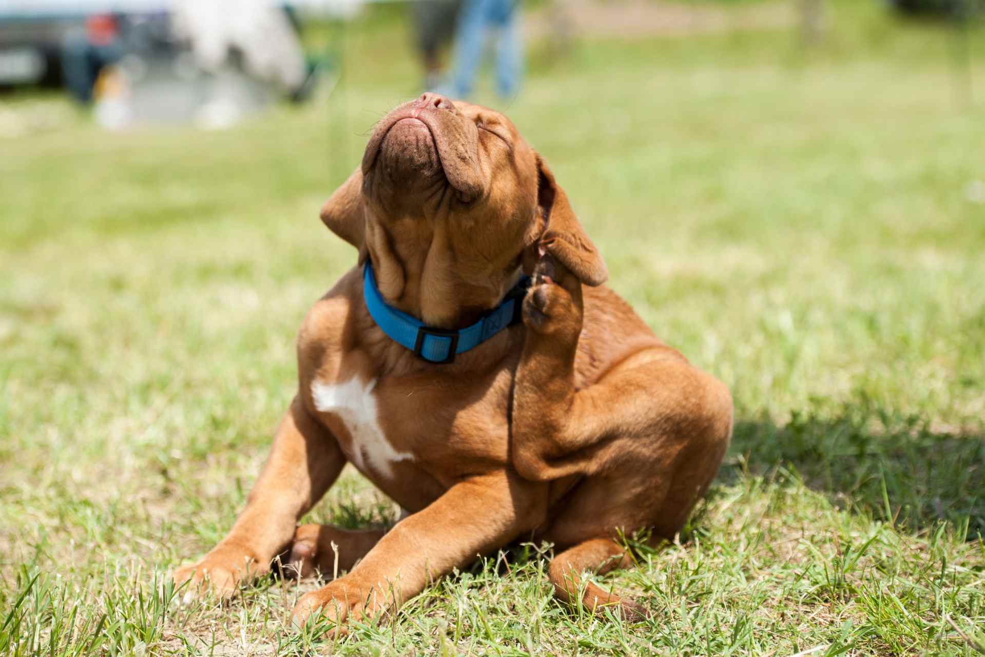 Advantix voor honden