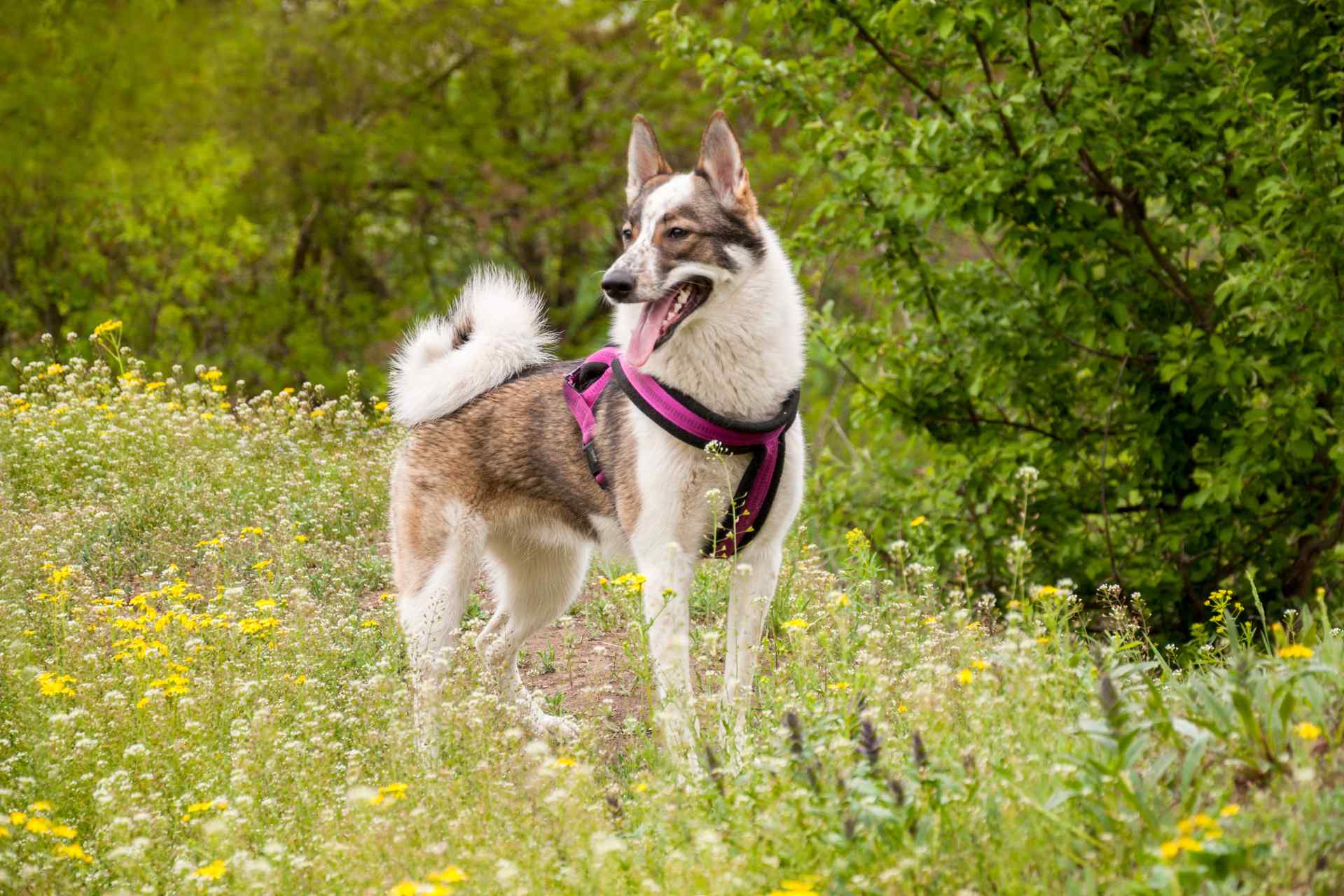 instaptuigje voor honden