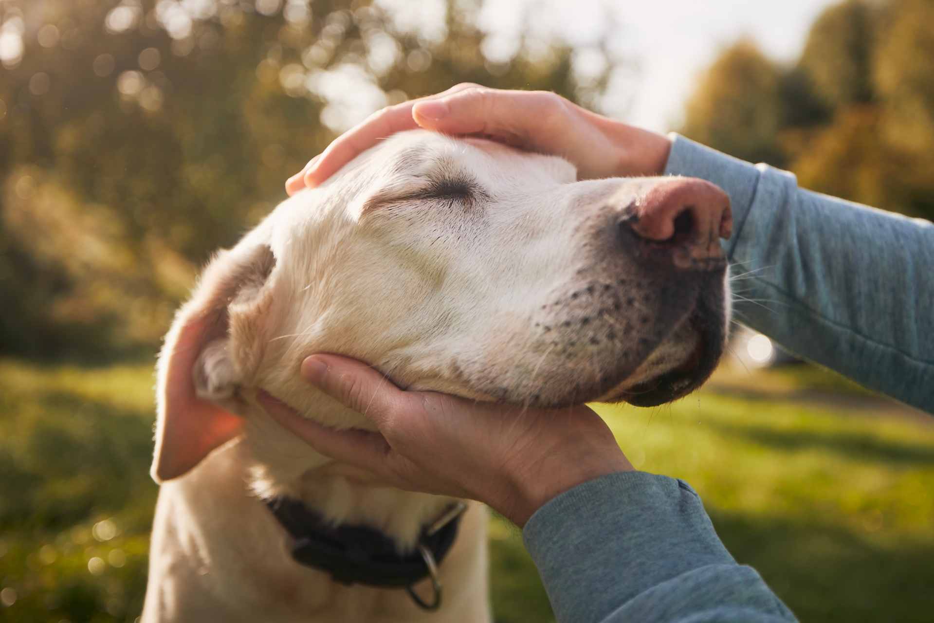 Cholodin voor honden