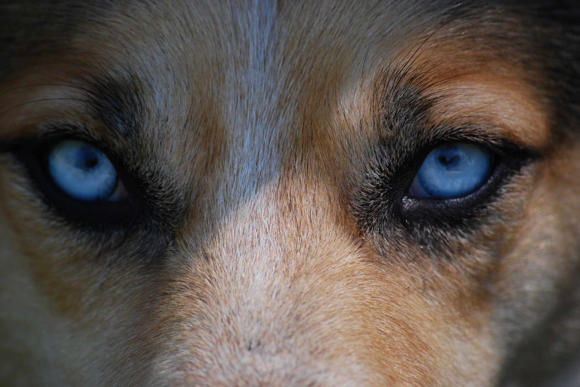 hond recht in de ogen kijken