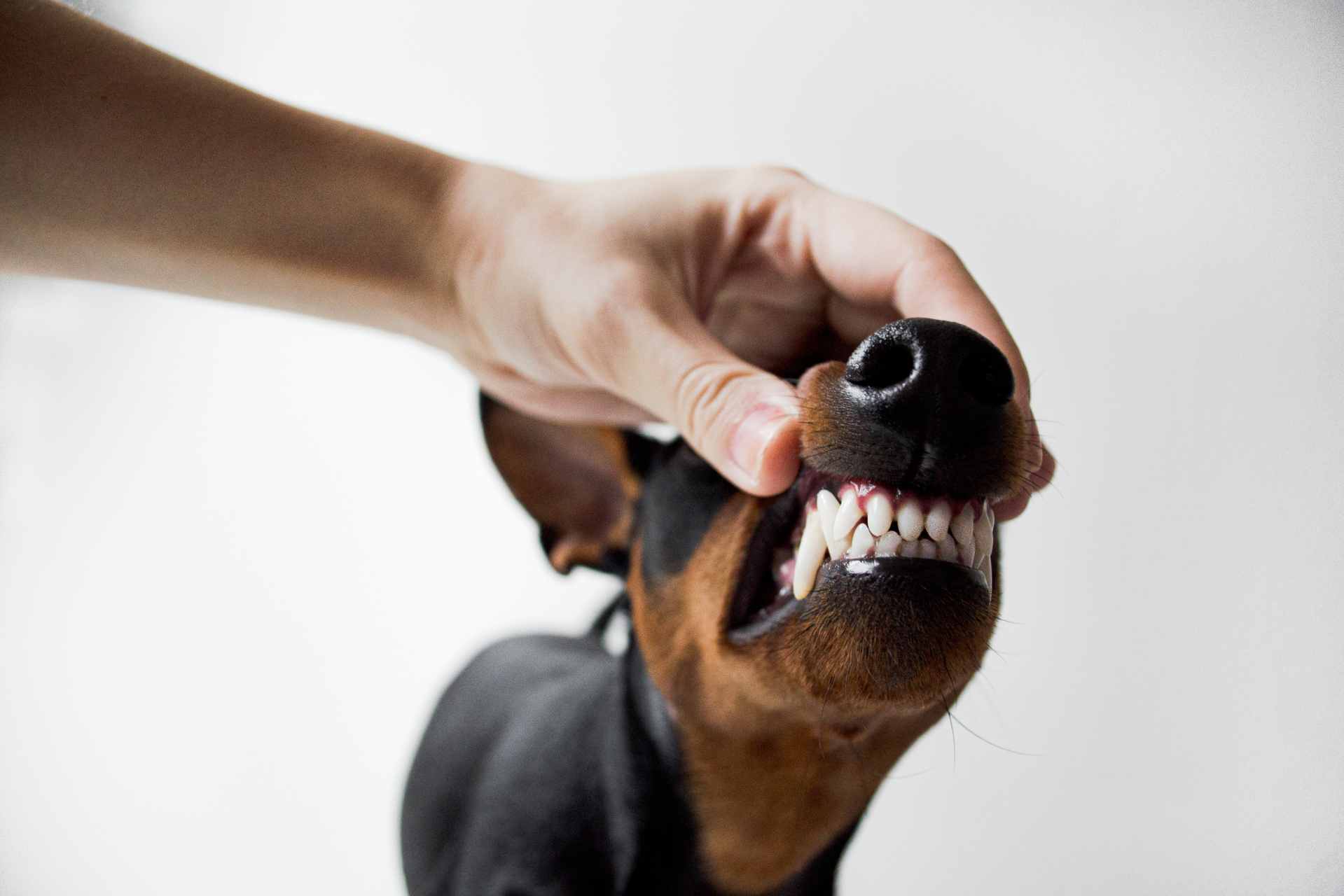hond tandplak verwijderen