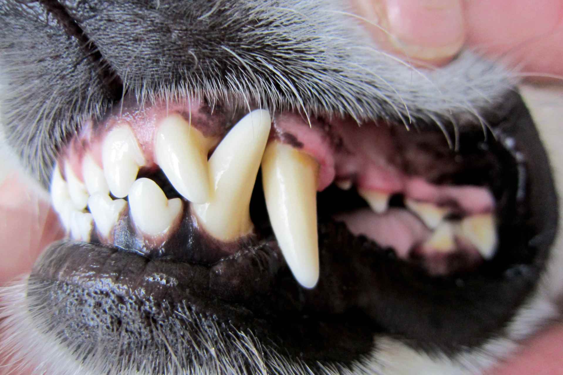 ontstoken tandvlees bij honden