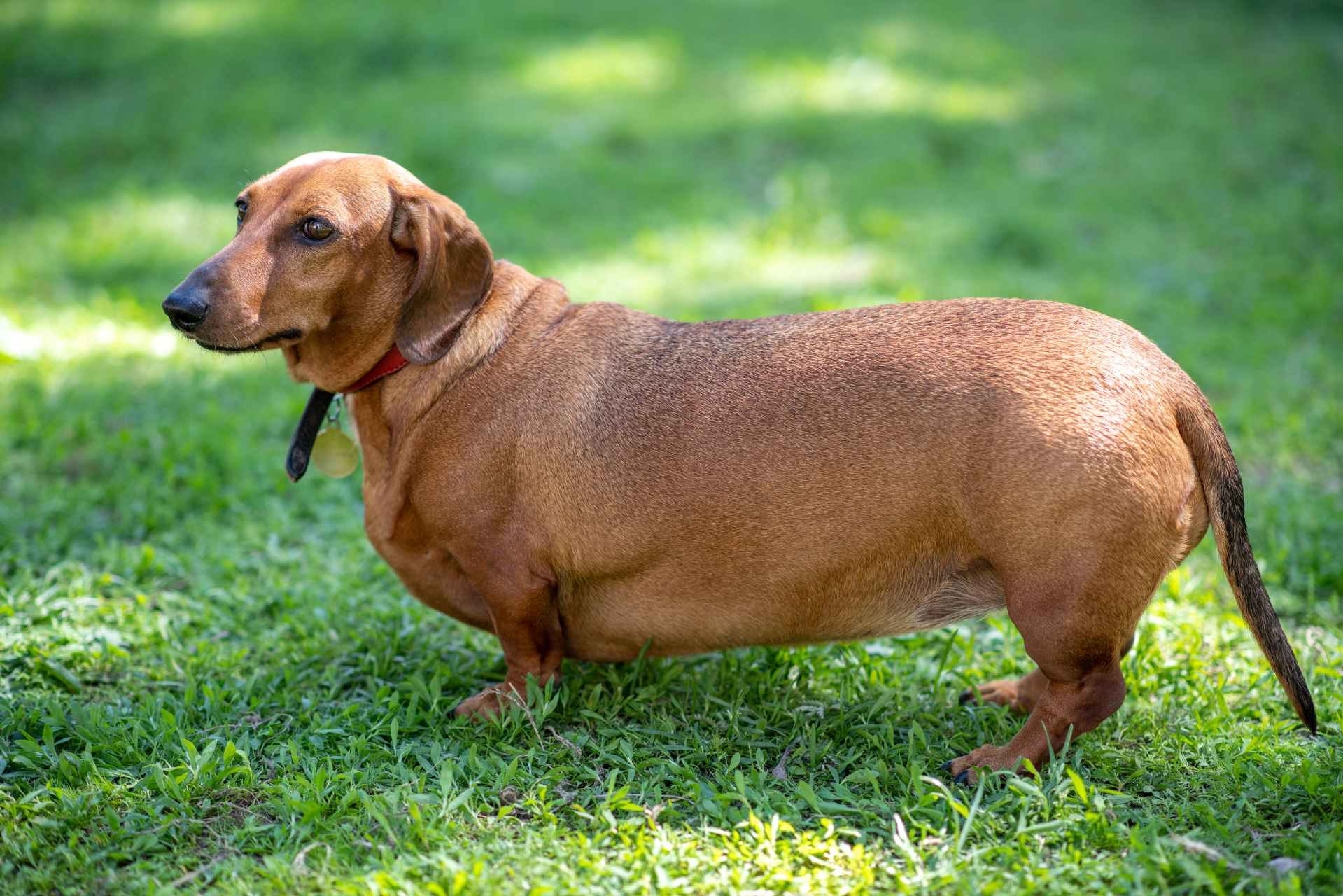Hond met overgewicht