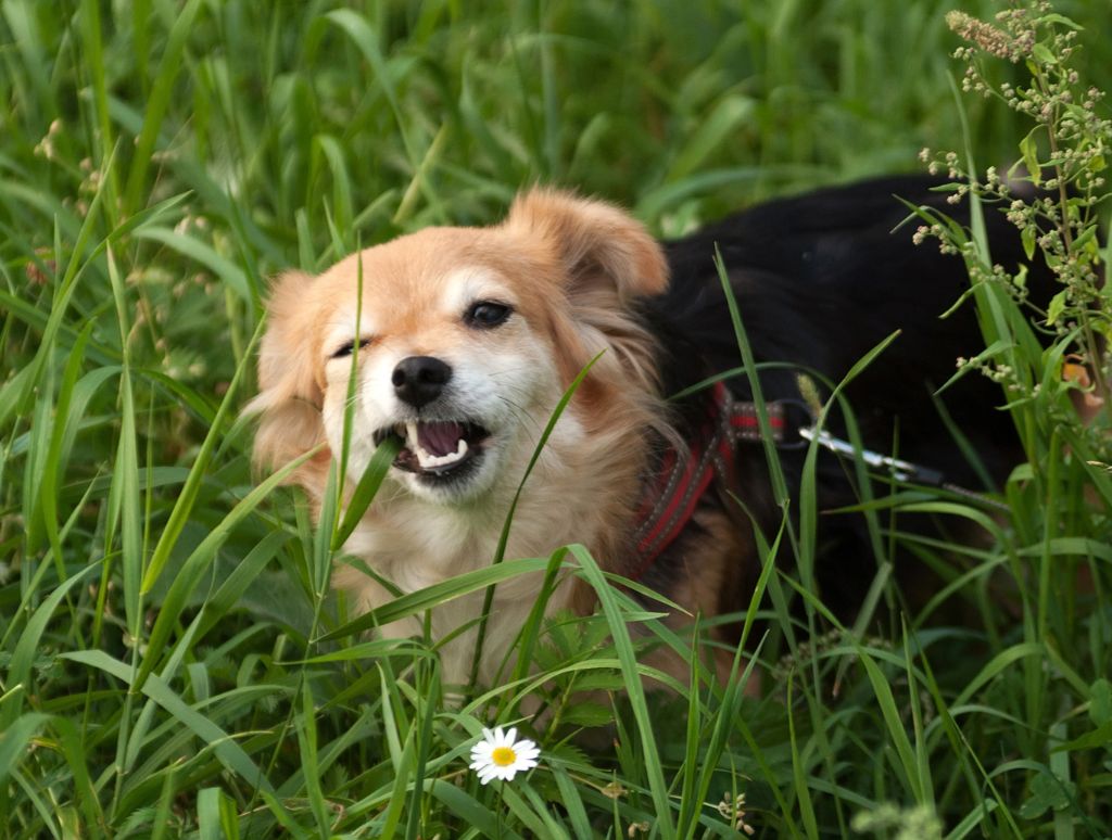 gras eten en jeuk bij honden